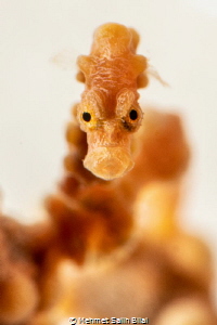 Yellow bargibandi pygmy seahorse. by Mehmet Salih Bilal 